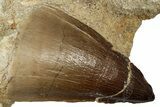 Fossil Mosasaur (Thalassotitan) Tooth in Rock - Morocco #336367-1